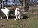 Rutherford County 4-H Livestock Judging- Goats