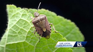 How to keep stink bugs out of your home this winter