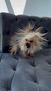 19M views · 230K reactions | Just a static lil' fuzz ball!  | Furry Tails | Facebook