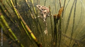 Two toads resting in pond after mating, laying eggs in reeds, swim to surface