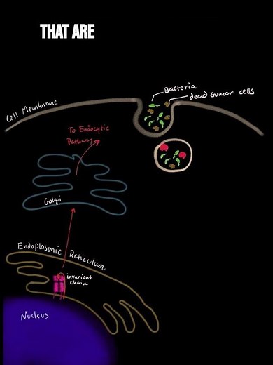 MHC II Peptide Processing Pathway #science #immunology