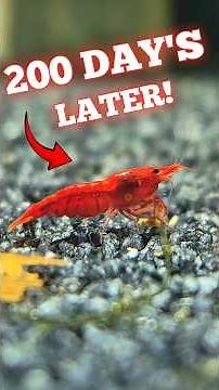 200 Days of My SHRIMP TANK 🦐 #shorts #viral #aquarium #aquaticpets