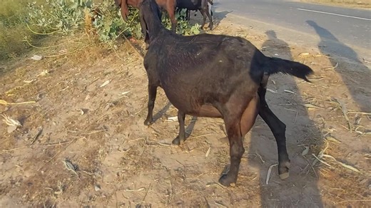 12K views · 547 reactions | Top Quality Beetal Goat Kids Male N Female | Bakra Mandi update | Facebook