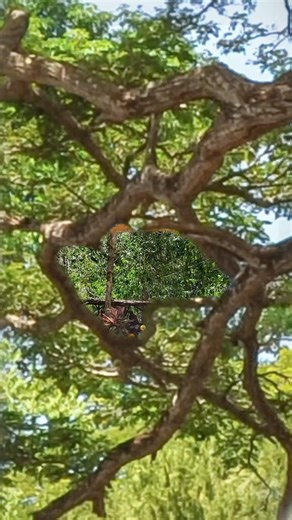 33K views · 388 reactions | You’ve heard the news, and it’s true! Sunlight Air will soon fly to Siquijor beginning December 15th! We’re proud to be the first and only carrier to connect you to this enchanting island. Stay tuned for our booking announcements, Your Next Story in #Siquijor begins soon.  #SunlightAirYourNextStory #SunlightInSiquijor #ExperienceSunlight | Sunlight Air | Facebook