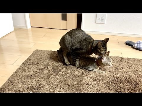 【猫の初めての交尾】目付きが変わり奇声をあげます。【感動猫動画】