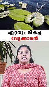 ഏറ്റവും മികച്ച വേട്ടക്കാരൻ | Facts about Dragon Fly | #animalkingdom #facts #dragonfly | Charithram Malayalathil