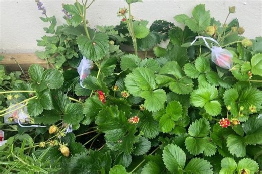 I’m a gardening whizz - my 8p hack keeps slugs & snails off strawberries