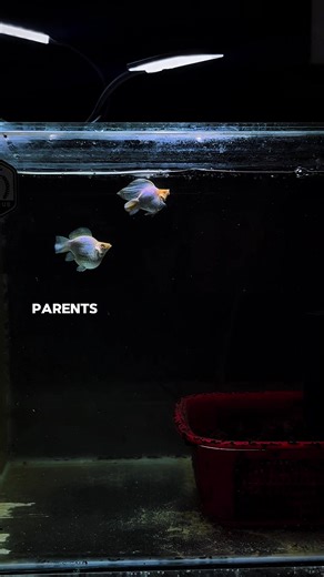 Understanding Genetics in Fish Care