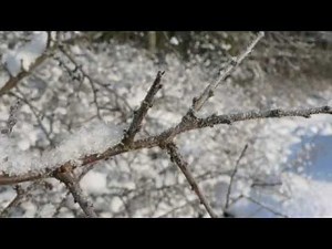 Colcannon - The January Man