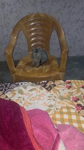 Cat video toh sund #haryanvisong #song #dj