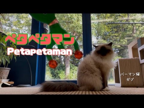 バーマン猫ガブ【ペタペタマン】Petapetaman（バーマン猫）Birman/Cat