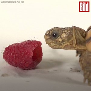 Diese süße Schildkröte ist von Natur aus winzig. Deshalb braucht sie zum Verspeisen von Früchten auch eine ganze Weile länger, als ihre großen Artgenossen.