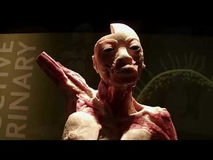 BODIES THE EXHIBITION at LUXOR LAS VEGAS