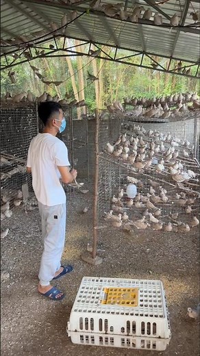 Inside a Dove Farm in China: Farmer’s Barehand Catching Skills 🕊️⚡ 💥