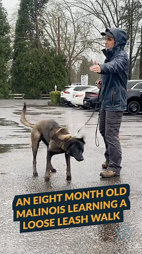 Watch to see if an 8 month old Malinois can learn a loose leash walk? As seen in the Best Collar for Your Dog video, it is important to choose the correct collar for your dog. If you are using a pinch collar it should be fitted properly. When going for a walk, your dog should be in a calm, respectful mindset during the walk. A few things you can look for when walking is you want ears slightly back, tail relaxed, leash falls straight down. Always be sure to disagree with jumping and disrespect, a