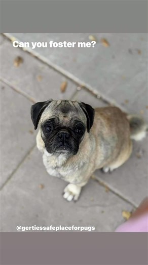 Searching for some foster Airbnb’s In El Paso, Texas or surrounding areas for Gerties guests who have made reservations this evening! Could your Home be one of these Airbnb‘s? Reach out to me to find out more! #gertiessafeplaceforpugs #foster #fosterdog #adoptme #puglife #pug #fosteringsaveslives #pugsofinstagram #puglove DFW Pug Rescue Corporation, Inc. | Gertie’s Safe Place for Pugs | Facebook