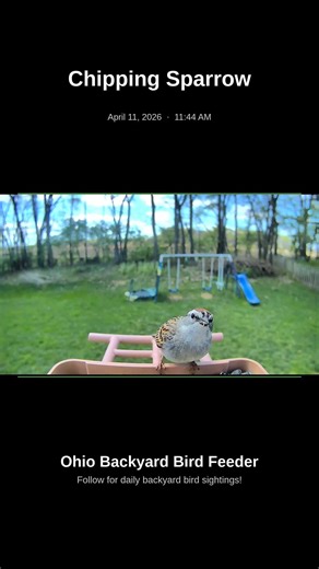 Chipping Sparrow at My Ohio Feeder – Afternoon! April 11, 2026
