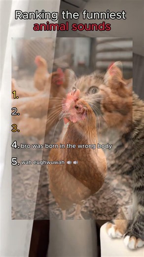 Ranking the Top 5 most funny animal sounds🔊😂