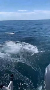 30K views · 121 reactions | California resident Maxwell Fleming captured video of his friend, Ryder, jumping into the Pacific Ocean to take a swim with what they thought was a basking shark after they spotted it swimming close to their boat. Let's just say it wasn't Ryder's best idea....  Max Fleming | storyful | Facebook