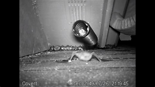 Watch Get Rid of Bats using The Bat Valve. Watch them fly out the one way tube! on Amazon Live