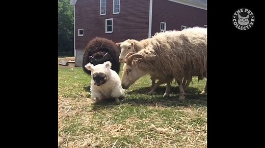 Trying to blend in like: | The Pet Collective