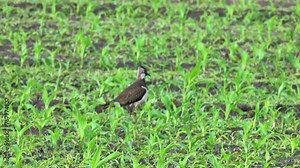 Northern lapwing (Vanellus vanellus), also known as the peewit or pewit, tuit or tew-it, green plover, or (in Britain and Ireland) pyewipe or just lapwing, is a bird in the lapwing subfamily.