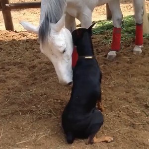 @thedobieteam #TBT I’ll leave you with a Throwback video of these two nutheads. An amazing part of their relationship is seeing how they know each other so well. Boss is aware of the “biting” and Contino knows Boss is about to correct him. Animal language and interaction is awesome! So much to learn from this wonderful creatures. . . P.S. Sorry for the absence, momma had a busy week and will be out of the country for the weekend. . . @cesarsway @doberman_pinschers @thedodo @dogs.media @dailymail