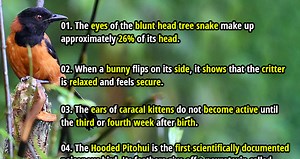 36 More Cute Animal Facts That Will Warm Your Heart - Part 3 - Fact Republic