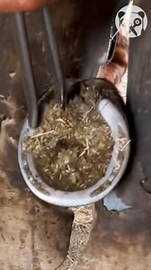 The process of horse hoof cleaning Partner: modernfarrier | Crafty School