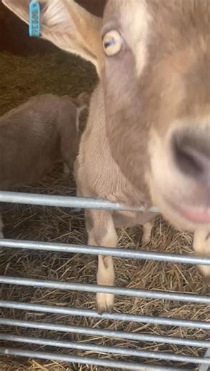 Tom and Jerry munching their way through their five a day. | 2nd Chance Petting Farm