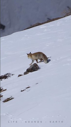 Blink and you’ll miss this fluffy Himalayan red fox sprint! 🦊💨 #fox #spiti #kibber #nature