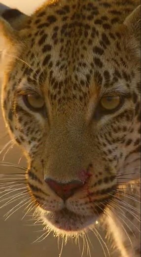 Leopard Takes Back Its Kill from Hyena