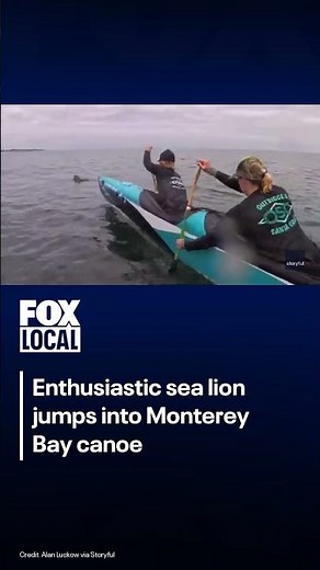 Video: Sea lion leaps into canoe during Monterey Bay race