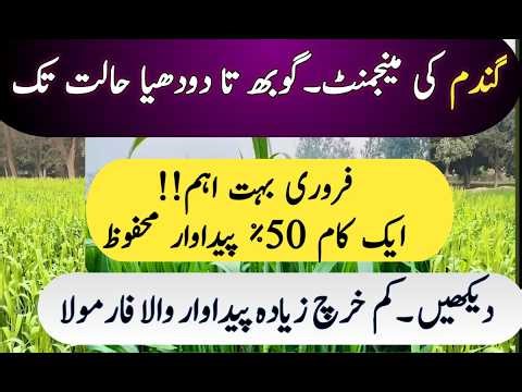 Wheat Crop Management from Booting to Milky Stage | Rust Control, Irrigation & Yield Boost