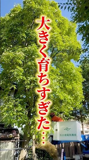 【伐採】大きく育ちすぎた！【モクレン】#秋田県 #庭 #剪定 #伐採 #大館市 #akita #特殊伐採 #安心 #高所作業車 #高所作業 #モクレン #危険 #危険回避