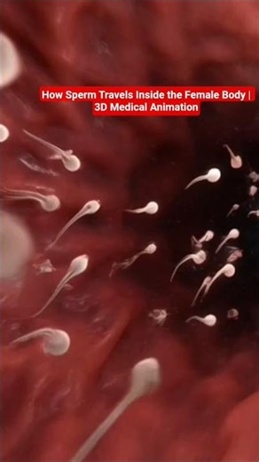 How Sperm Travels Inside the Female Body | 3D Medical Animation #healtheducation