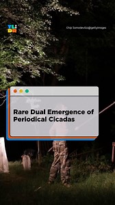 Two enormous adjacent broods of periodical cicadas will emerge together after 221 years, in the US Midwestern and Southern states. https://www.rappler.com/environment/nature/explainer-when-double-brood-cicadas-come-out-what-expect/ An AI tool was used in editing this video. Send feedback to feedback@rappler.com. #RapplerTLDR #cicadas #broods #emergence #nature | Rappler