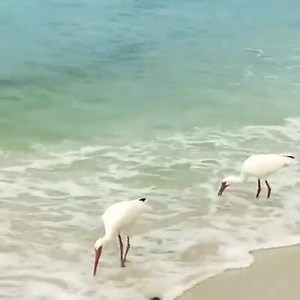 Free Bird Song by Lynyrd Skynyrd If I leave here tomorrow Would you still remember me? For I must be traveling on, now Cause there's too many places I've got to see But, if I stayed here with you, girl Things just couldn't be the same Cause I'm as free as a bird now And this bird you can not change Oh, oh, oh, oh, oh And this bird you can not change And this bird you can not change Lord knows, I can't change Bye, bye, baby, it's been a sweet love Though this feeling I can't change But please don