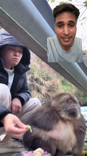 Decent Monkey #monkeybehavior #monkeys #monkeyvideo #monkeylove #monkeybaby #monkeyvideos