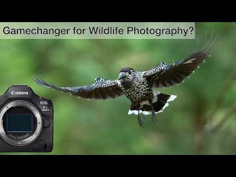 Canon R5 II - First REAL-WORLD impressions (Wildlife Photography)