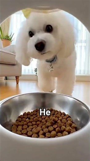 WHAT HAPPENED TO THE DOG THAT GOT DIMENTIA #dog #animals #cr7