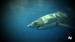 Shark attack threat off the coast of Florida this 4th of July weekend