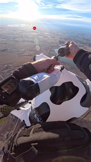 Inflate Cow Under the Parachute for Skydiving Adventure