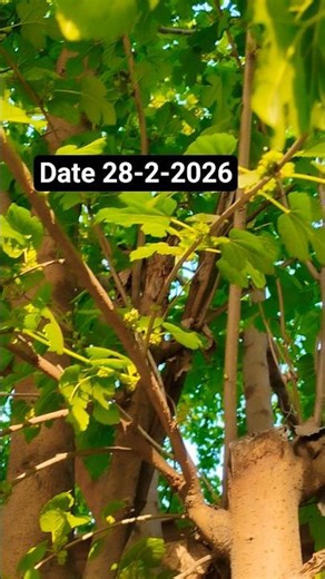 tree time table after winter