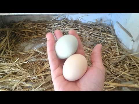 Blue And Green Chicken Eggs - Ameraucana / Easter Egger Chickens!