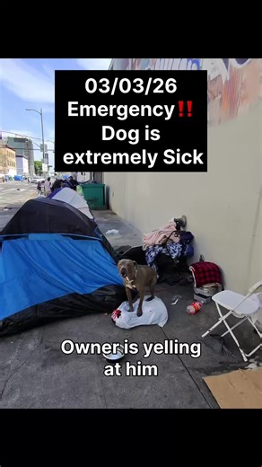 PLEASE MORE PEOPLE CALL ANIMAL CONTROL, THE HOMELESS PERSON WON’T ALLOW THE DOG TO GET HELP #dog #dogsoftiktok #love #fyp #rescuedog