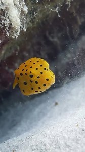 Escape to Lankayan Island Resort, where powdery white sands meet crystal-clear waters and every day feels like a dream. But the real magic begins beneath the surface; this island is a paradise for scuba divers. From encounters with majestic sea turtles to occasional sightings of leopard sharks and ghost pipefish, there's always something incredible to see. And if you're lucky, you might just spot the adorable juvenile yellow boxfish — a tiny, bright yellow, cube-shaped fish that's as charming as