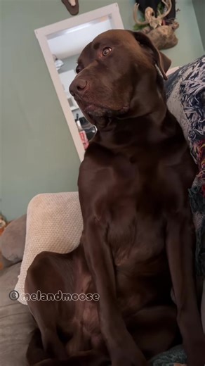 Moose Reflects on Existence