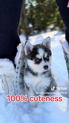 Pomskies are REAL!! | Pomsky