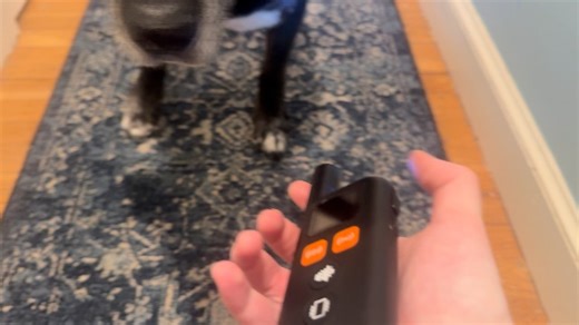 Watch My Honest Review Of This Collar! on Amazon Live